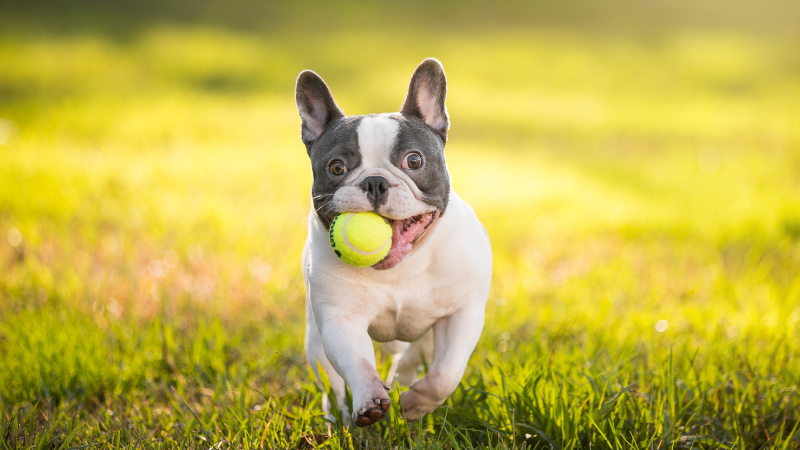 ranzösische Bulldogge, idealer Hund für Vollzeitbeschäftigte