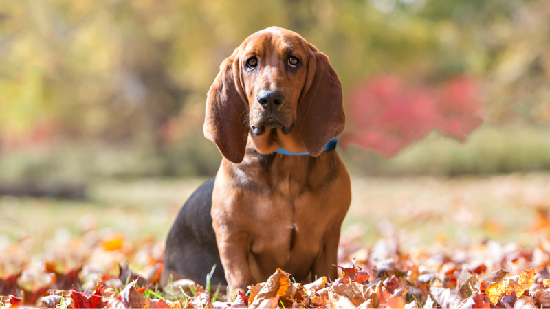 Basset Hound, hunderasse für berufstätige Hundebesitzer