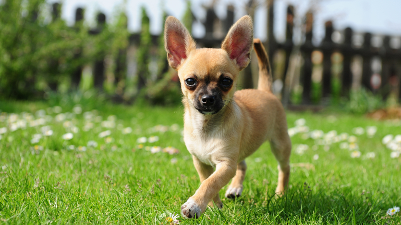 Chihuahua, ideal dog for people with a full-time job