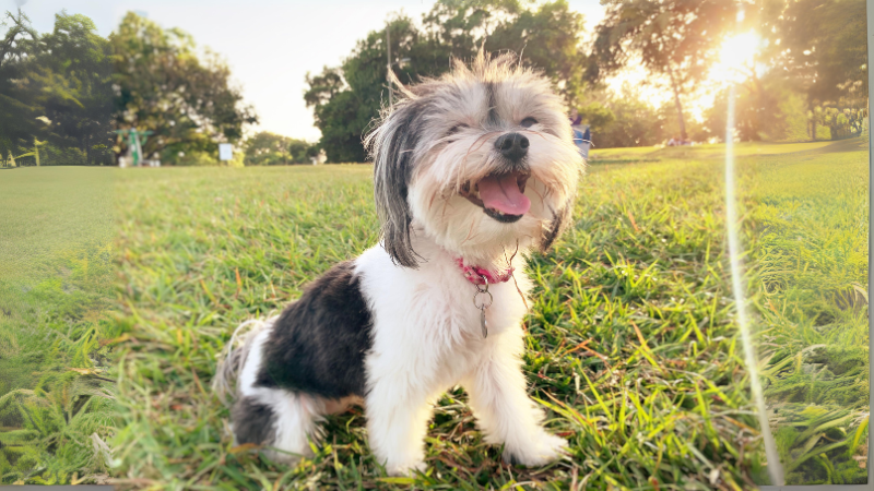 Glücklicher Hund im Park