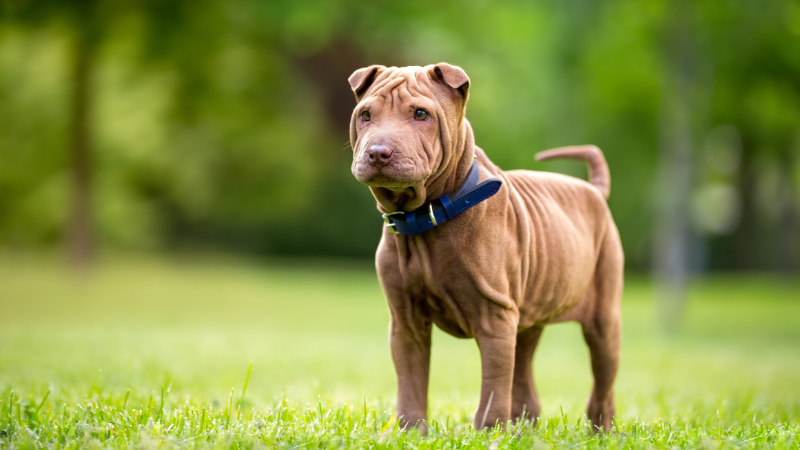 Shar Pei, anpassungsfähiger Hund für Berufstätige