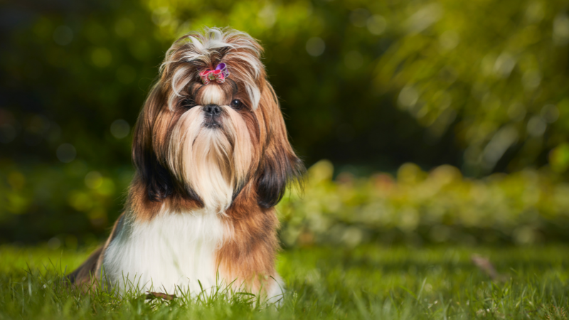 Shih Tzu, hunderasse geeignet für Berufstätige