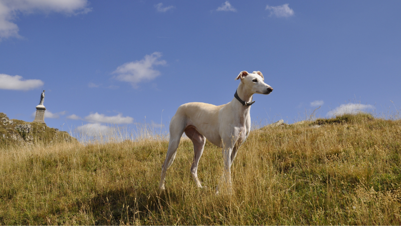 Greyhound, idealer Hund für Vollzeitbeschäftigte