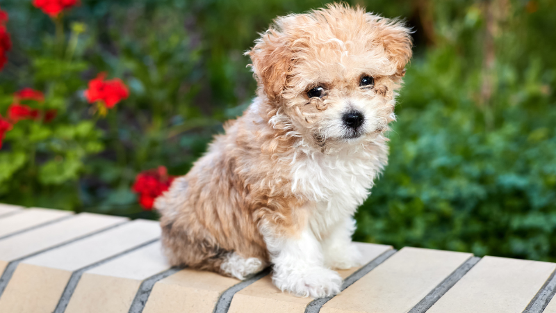 Maltipoo, anpassungsfähiger Hund für Vollzeitjob