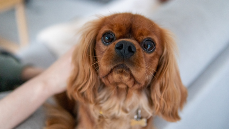 Cavalier King Charles Spaniel, hunderasse für berufstätige Besitzer