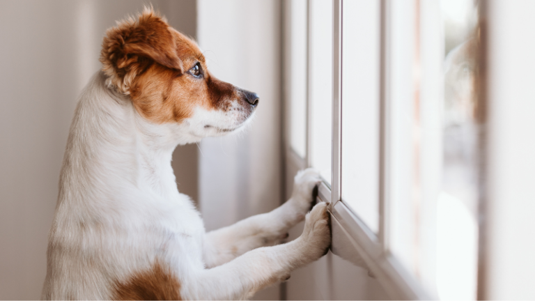 Classic image of a waiting dog at home: Alone at the window