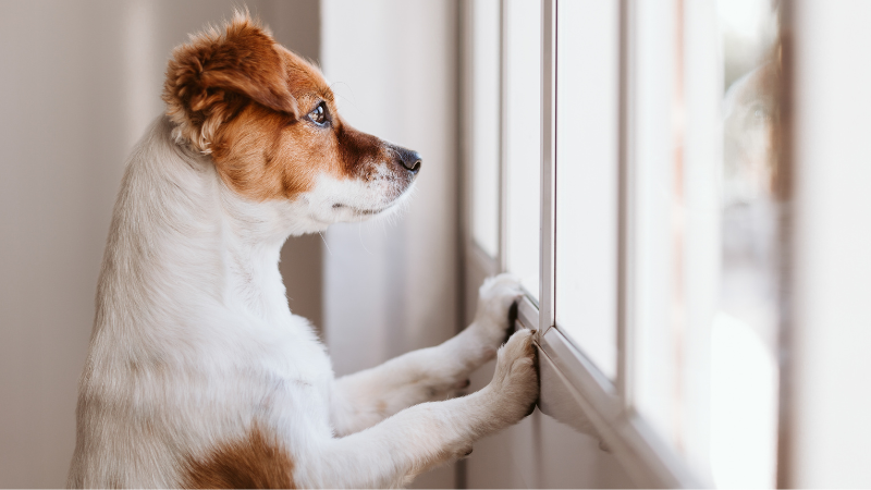 Klassisches Bild eines wartenden Hundes zu Hause: Alleine Am Fenster