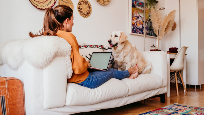 Dog sitting in the home office can be a relaxed option for everyone