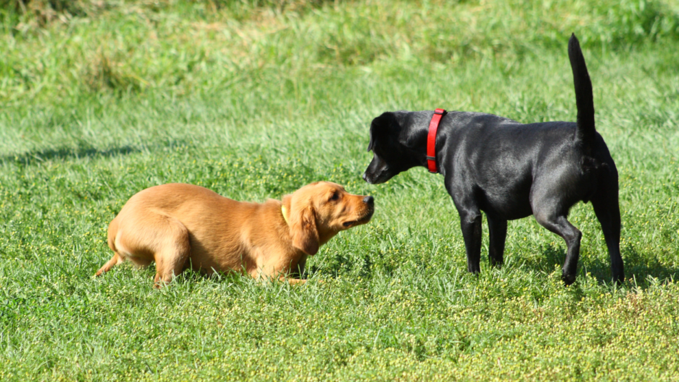 Dogs meet symbolically for the meet & greet