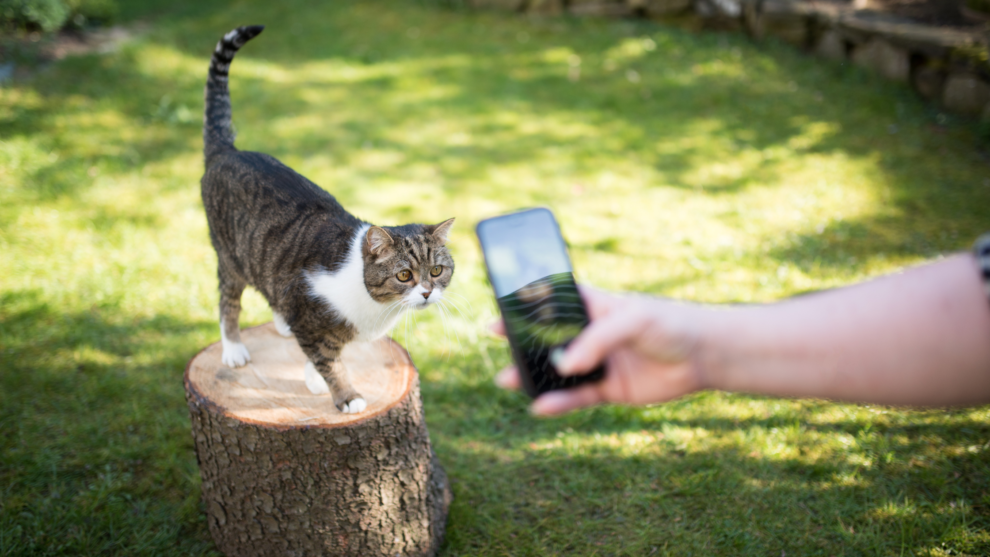 Mensch macht Foto von Katze im Freien