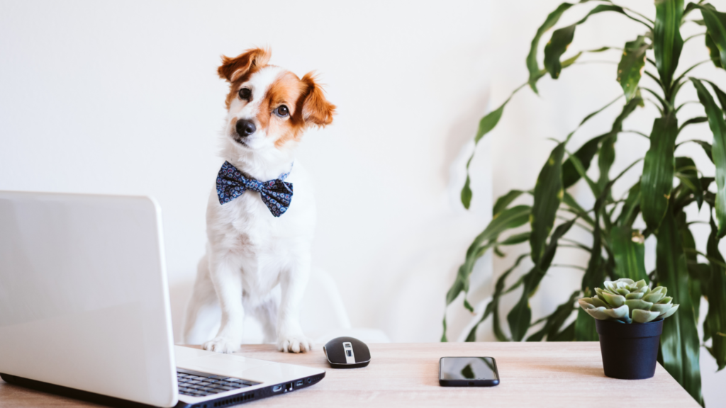 Dog in front of the laptop