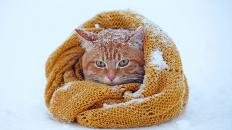 Cat cuddled up in a scarf in the snow