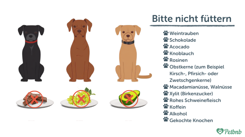 Diese Lebensmittel sind super giftig für Hunde