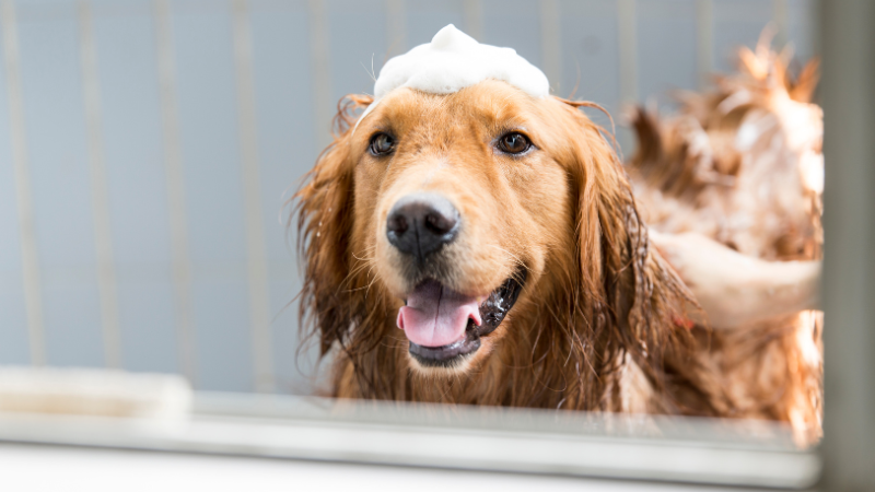 General hygiene measures for dogs - this is recommended