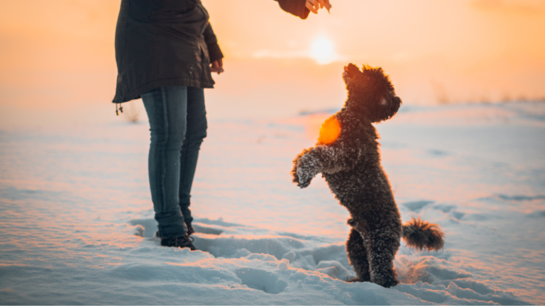 Glücklicher Hund im Schnee mit Frauchen