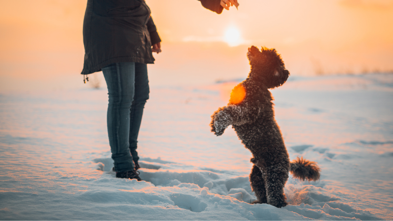 Happy dog in the snow with his owner