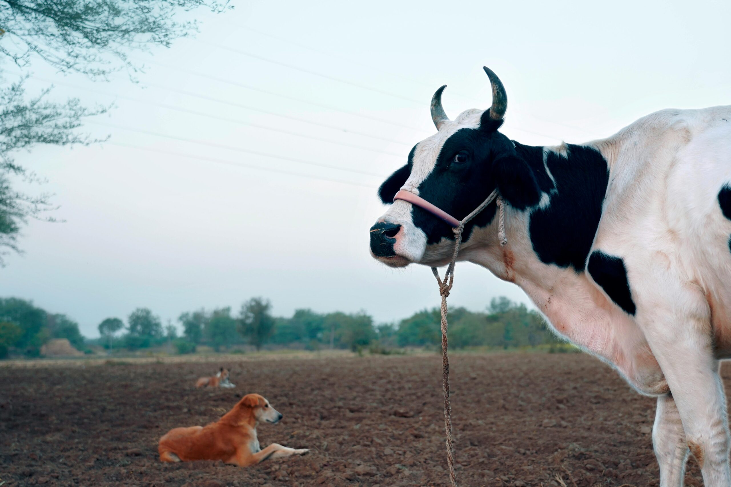 Dog and cow