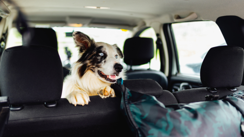 Hund schaut im Auto richtung Rückbank