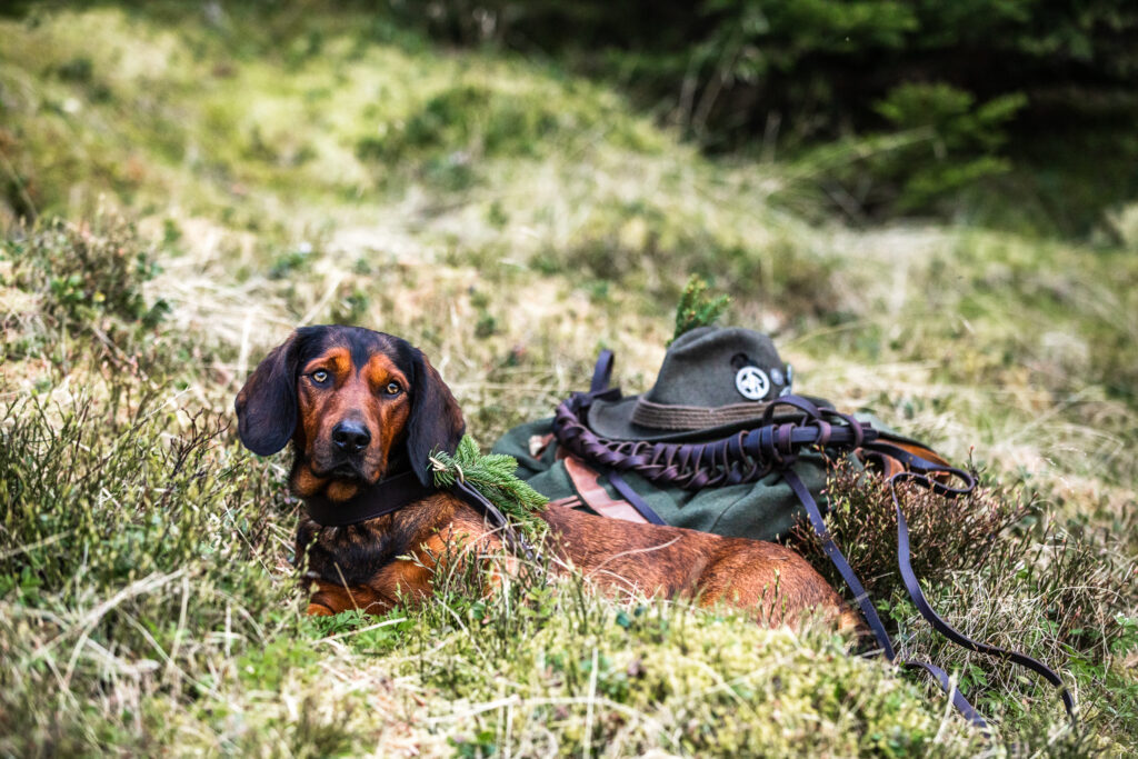 Alpenländische Dachsbracke auf Jagd © hannahassil.at