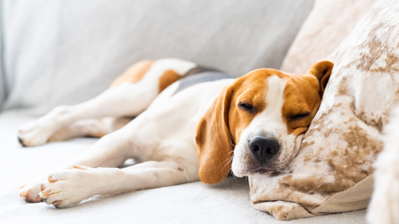 Beagle exhausted from parvovirus