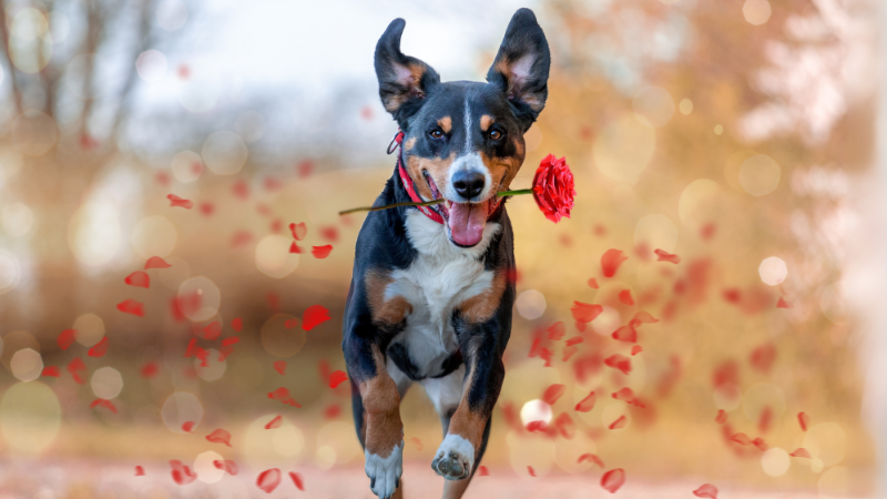 Hund im Valentinstags Modus rennt Frauchen bzw. Herrchen mit Rosenblüten entgegen