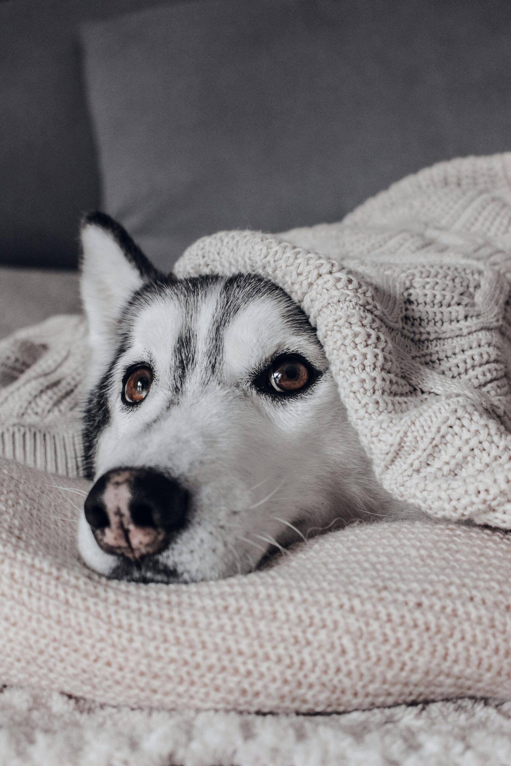 Hund entspannt zu Hause