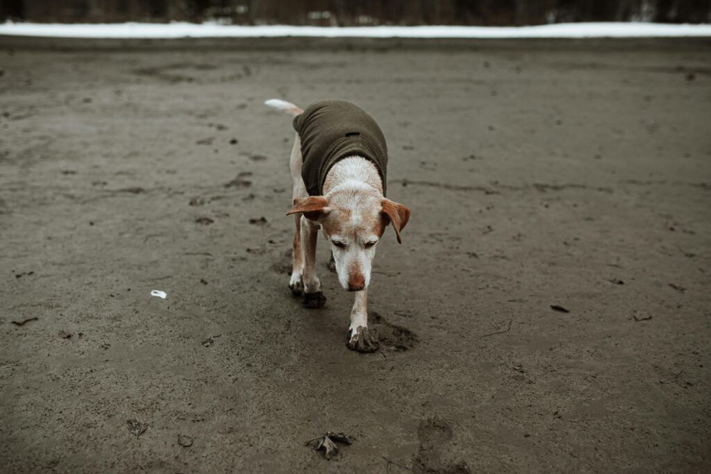 Alter Hund am Strand