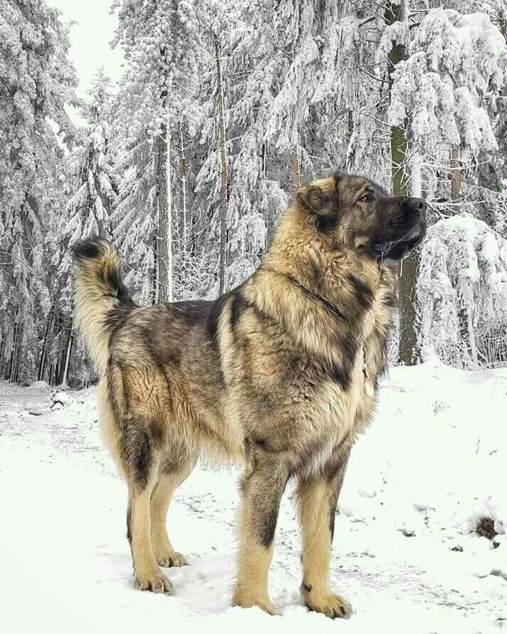Kaukasischer Owtscharka im Schnee