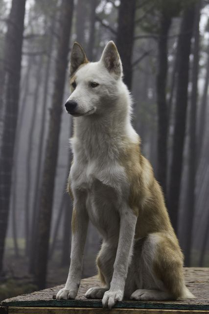 Kanaan Hund im Wald