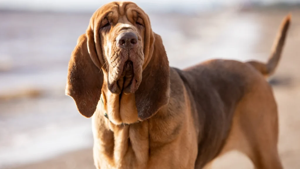 Bloodhound in Luxemburg