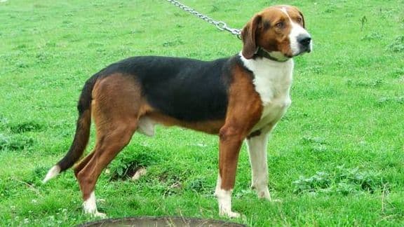 Serbischer Laufhund auf der Wiese