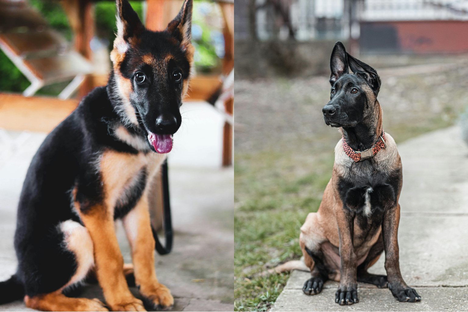 Vergleich: Belgischer Malinois vs. Deutscher Schäferhund