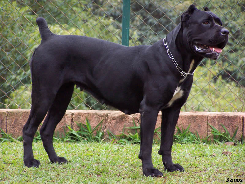 Albanischer Schäferhund
