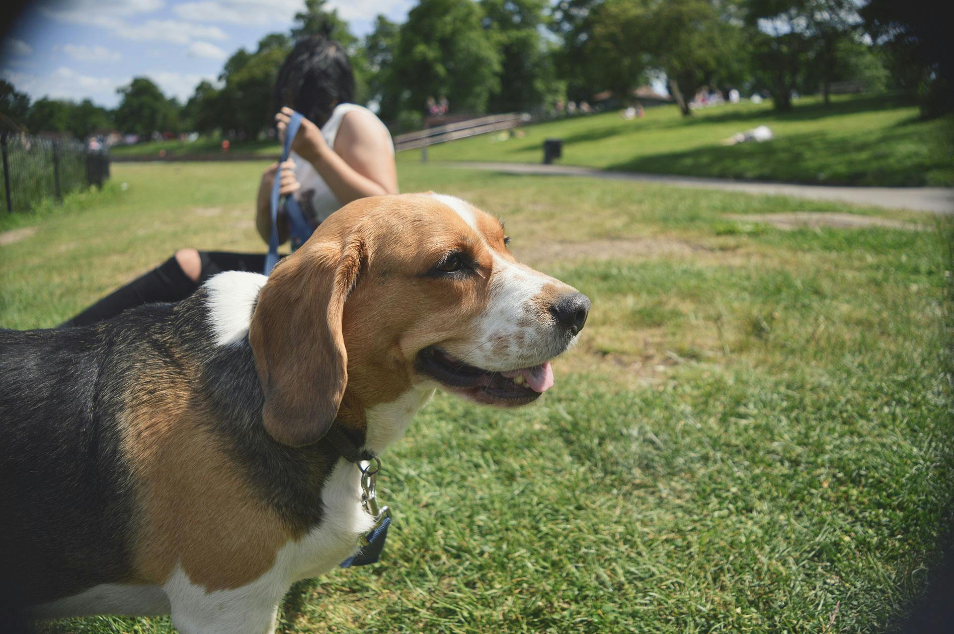 Betreuung für Hunde diese Möglichkeiten gibt es Vergleich symbolisiert durch Beagle im Park mit Sitterin