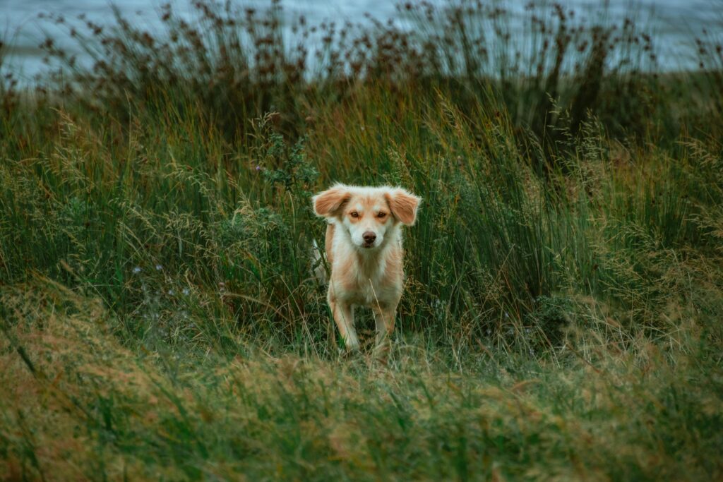 Kokoni in der Natur