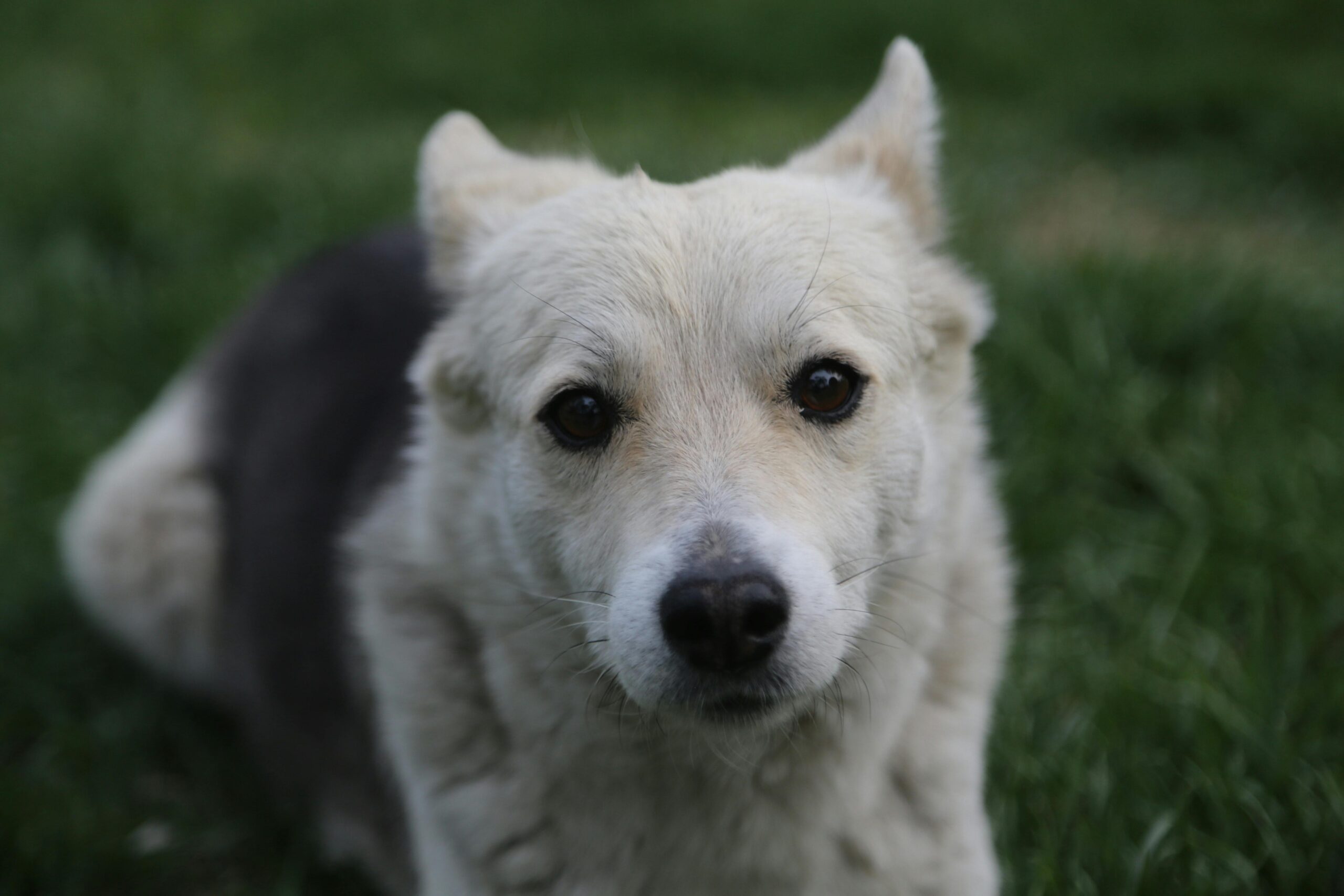 Trennungsangst beim Hund