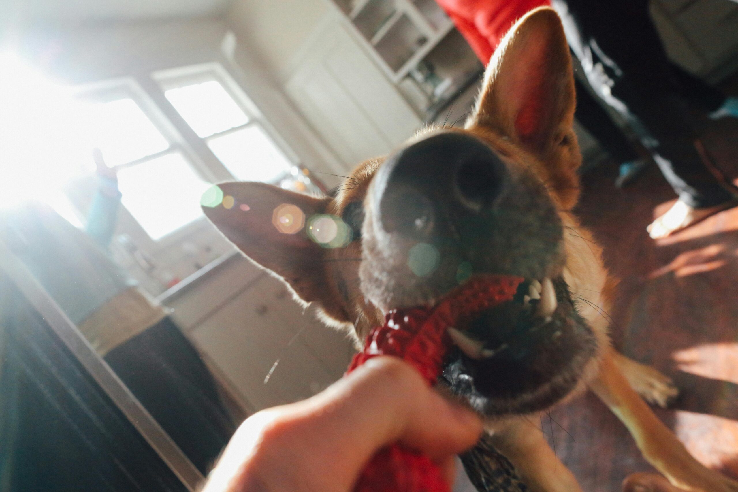 Hund spielt energisch