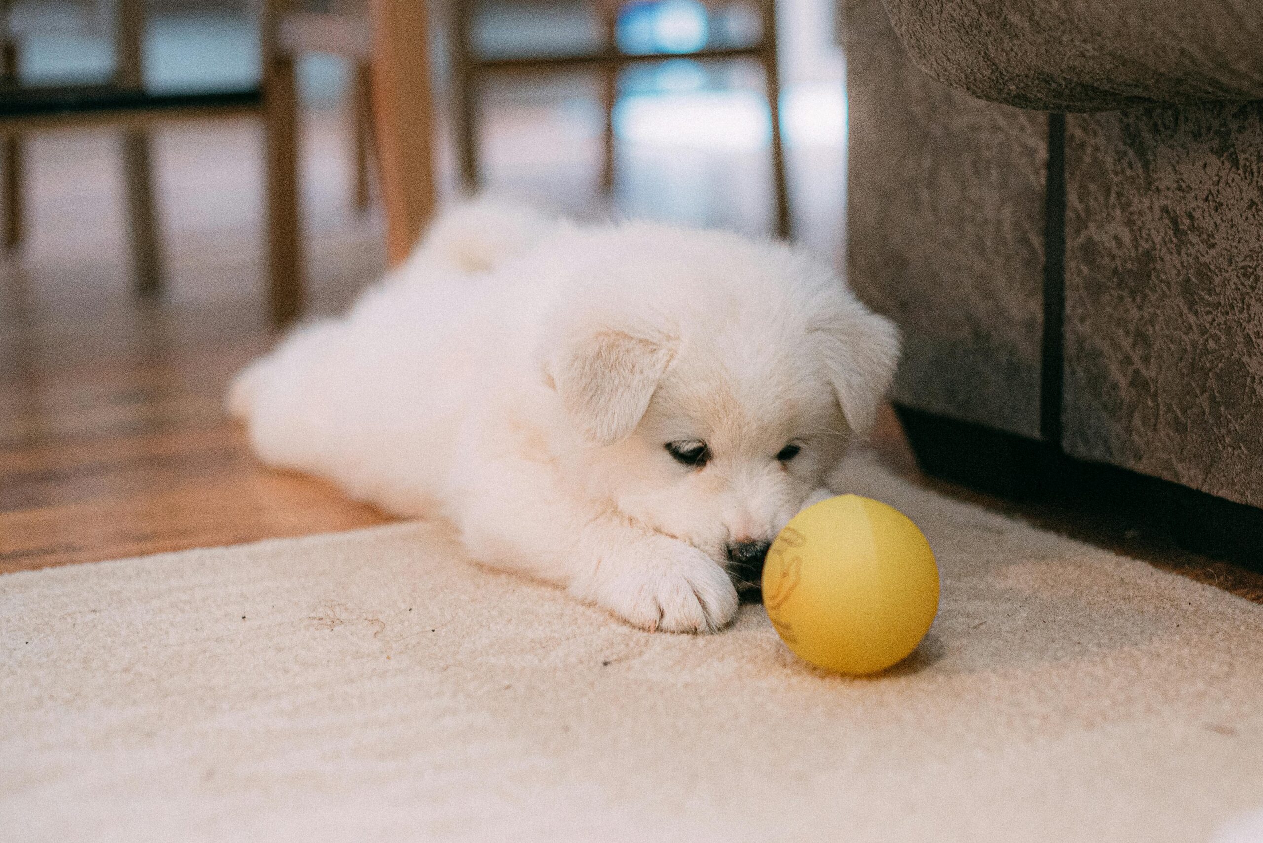 Den Hund ans Alleinsein gewöhnen beginnt idealerweise schon im Welpenalter