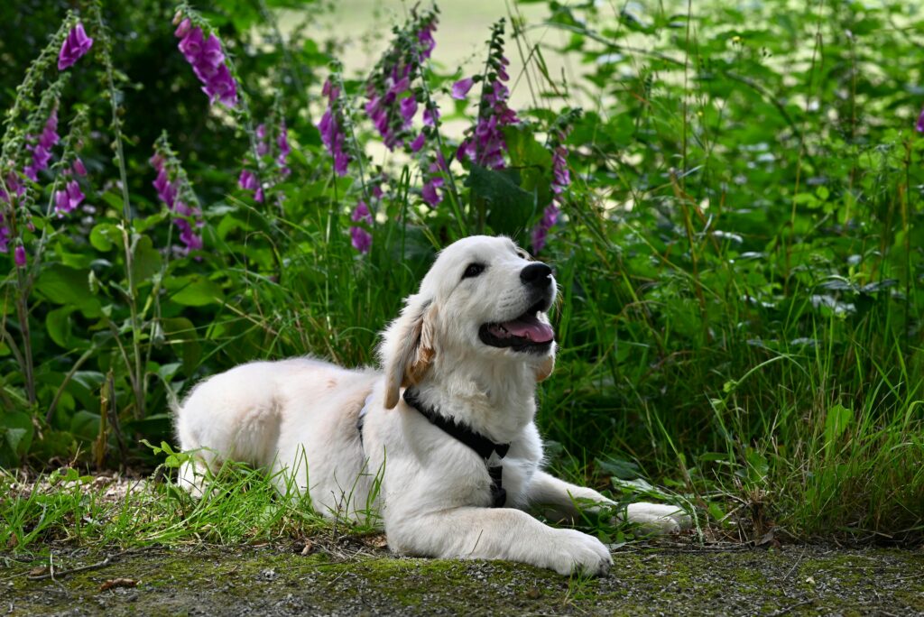 Junger Golden Retriever liegt in einem Garten