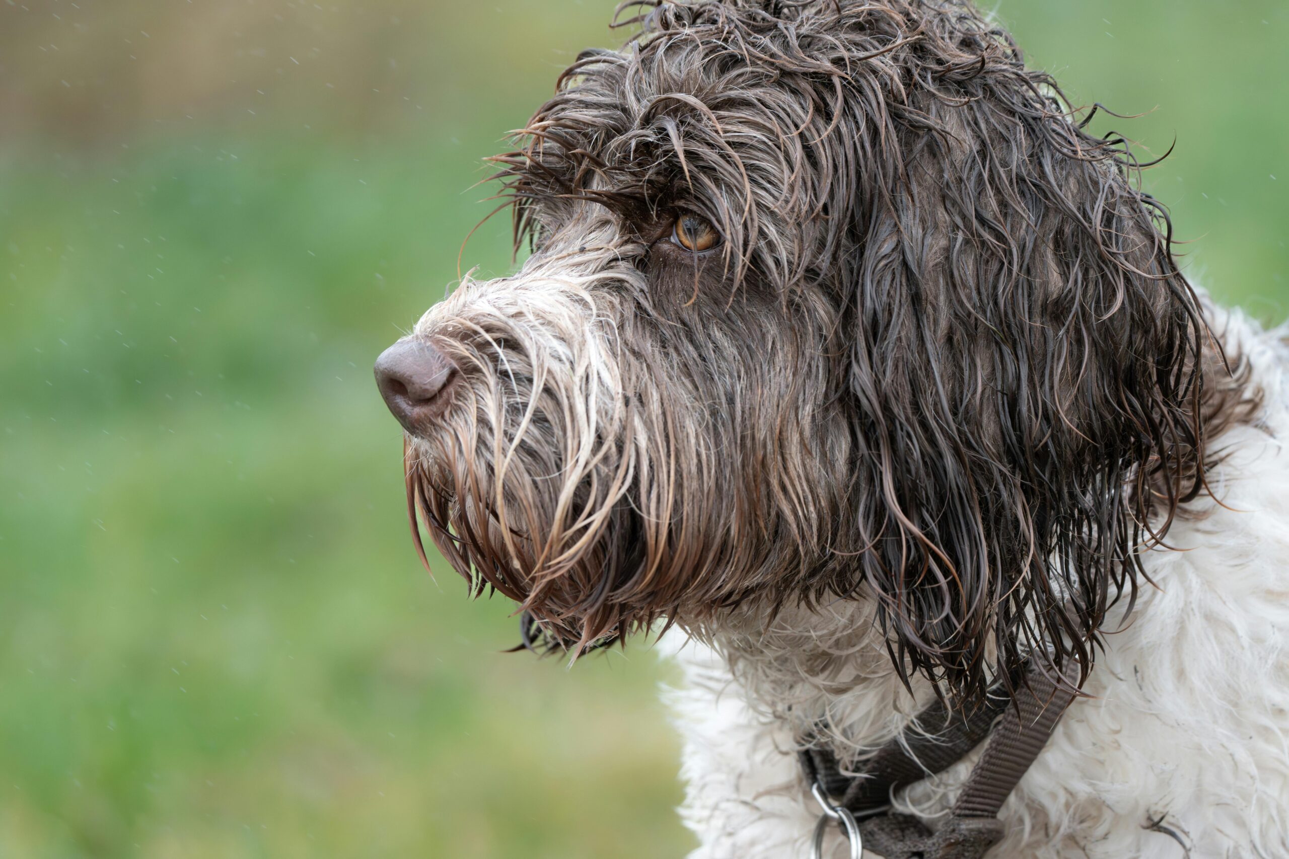 Hund im Regen
