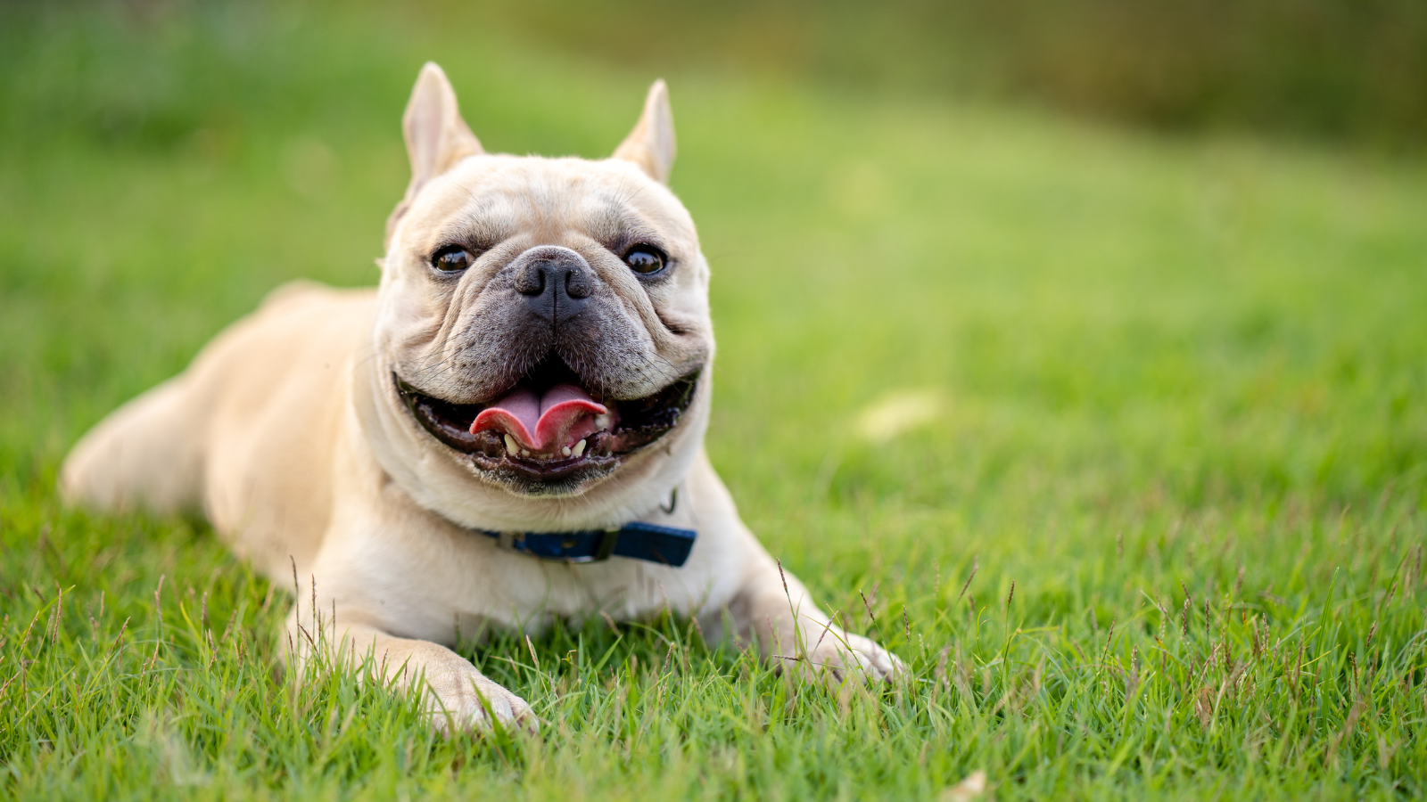 Bulldogge Familienhund