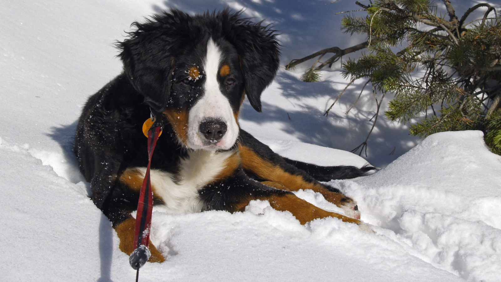 Hund mit Doppelfell im Winter