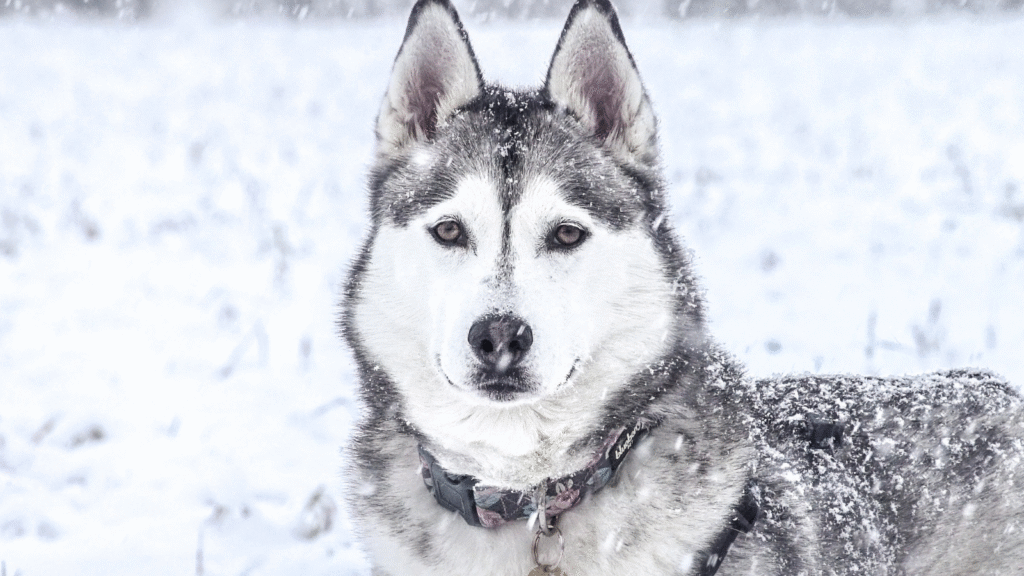 Husky im Schnee