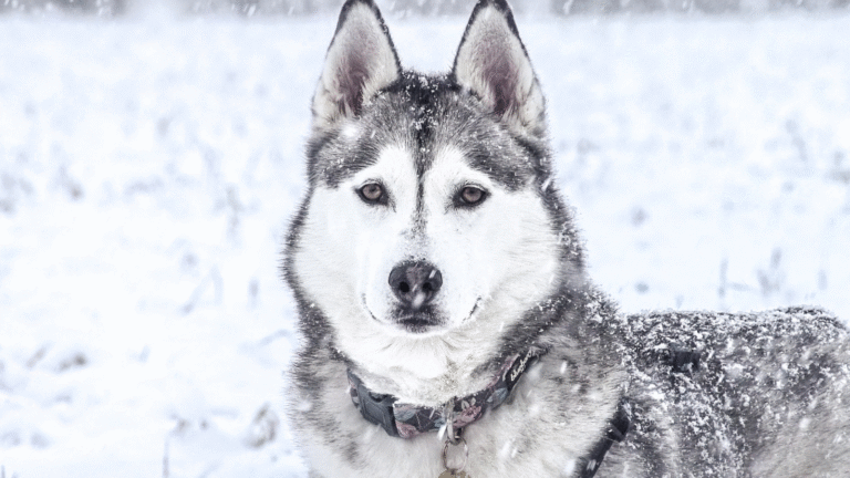Husky im Schnee