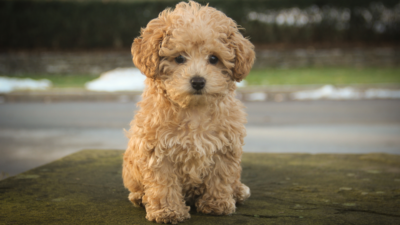 Pudel Familienhund