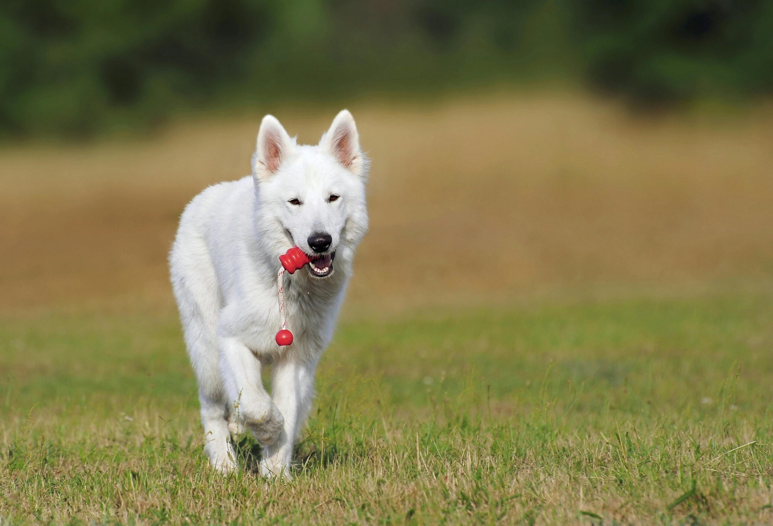 Hund Spaß im Park Ball holen