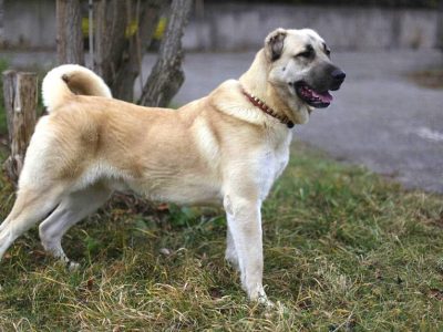 Armenischer Gampr