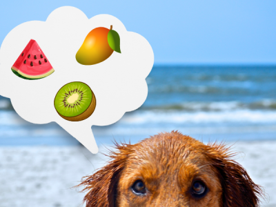 Welche Sommerfrüchte dürfen Hunde essen