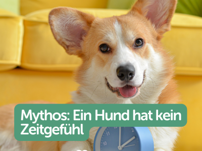 Was ist dran an der Aussage, dass Hunde kein zeitgefühl hätten