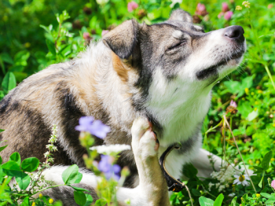 Hund kratzt sich möglicher Hinweis auf eine Pollenallergie